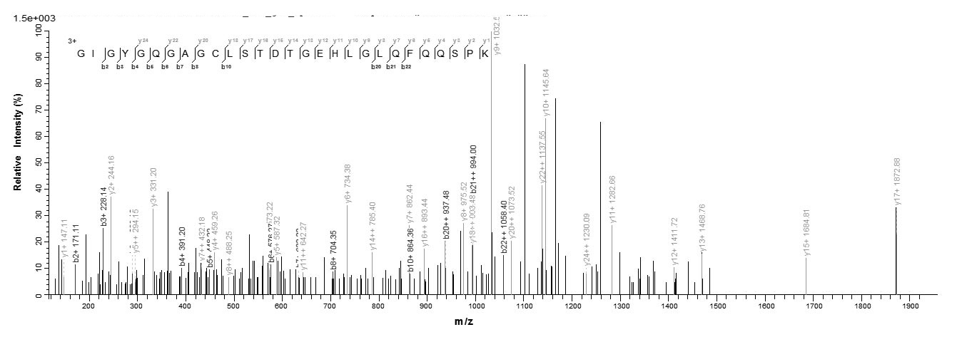 Human CSRP3 protein