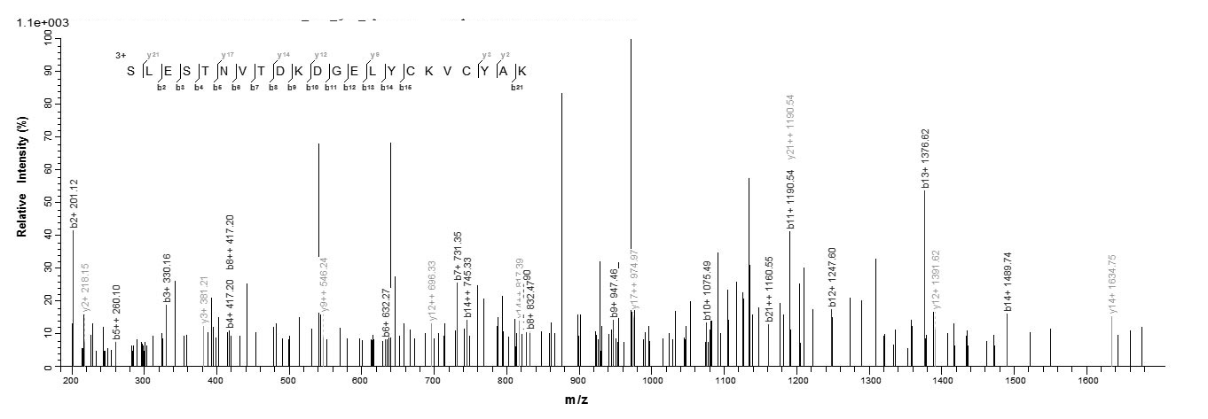Human CSRP3 protein