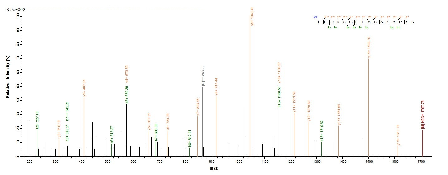 Mouse ctss protein
