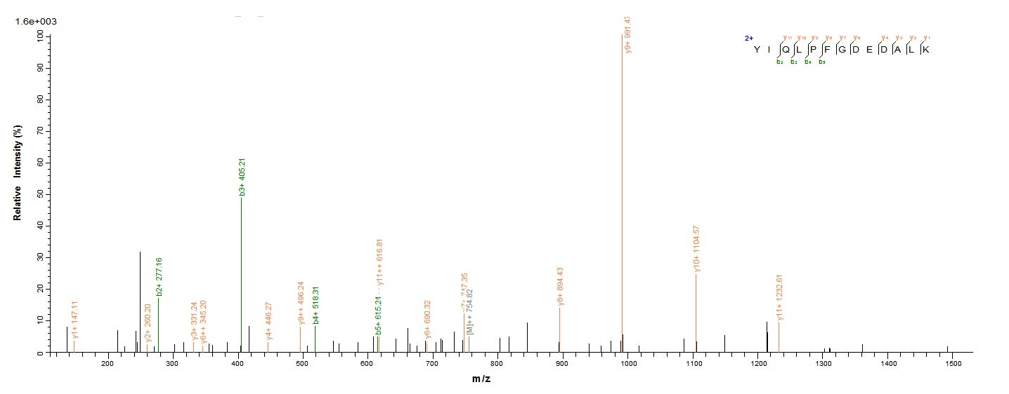 Mouse ctss protein