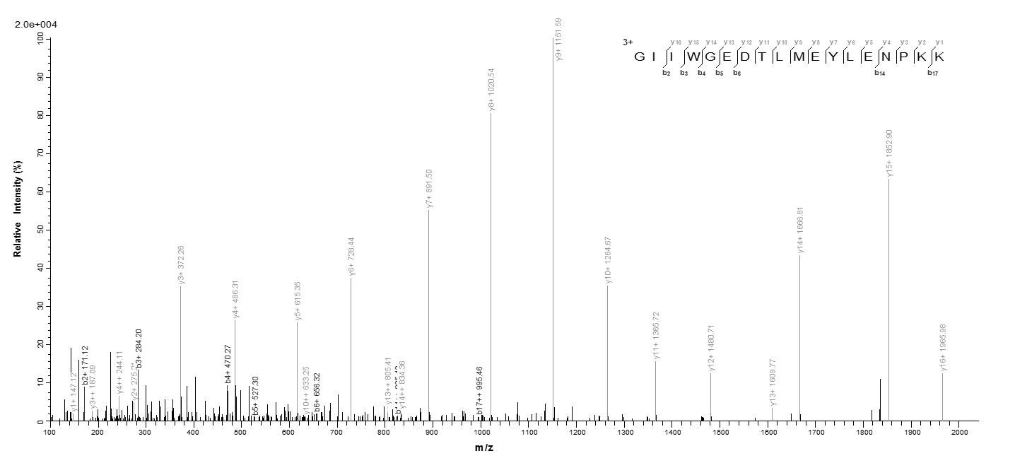 Human CYCS protein