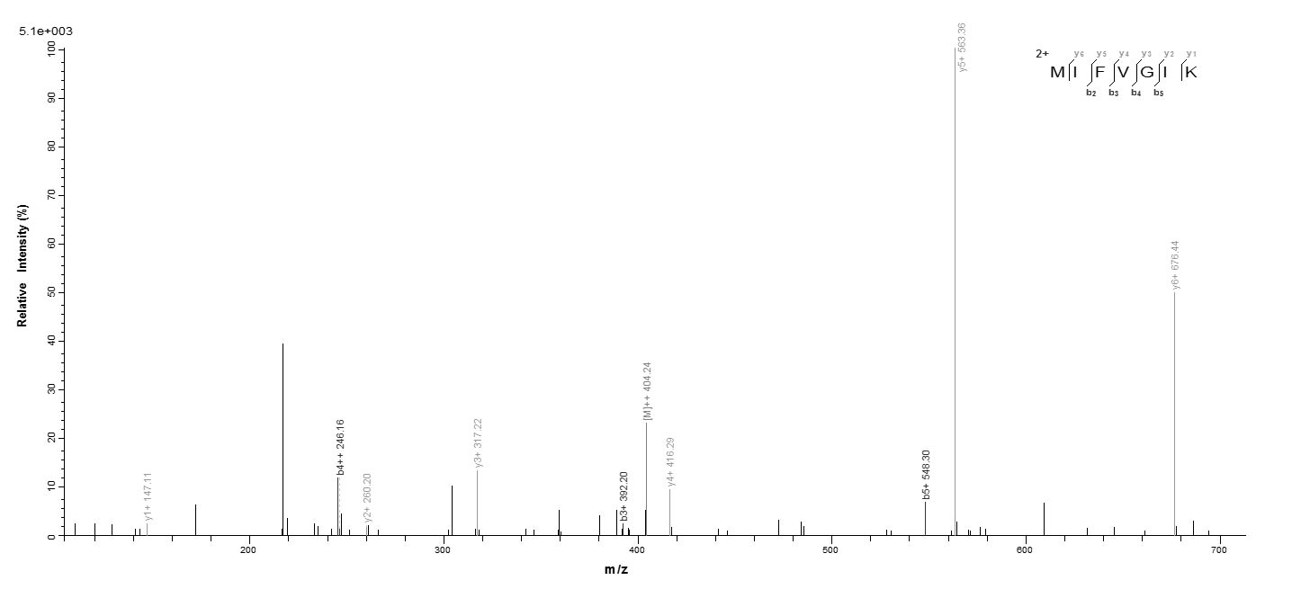 Human CYCS protein