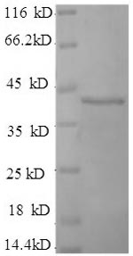 Human DAOA protein