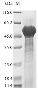 Mouse Dcn protein