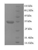 Human DCTN3 protein
