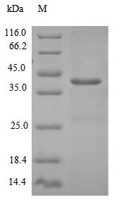 Human DENR protein