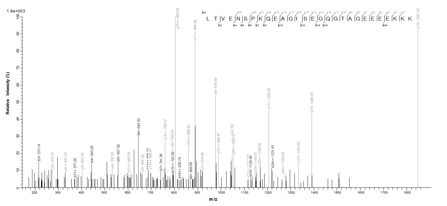 Human DENR protein