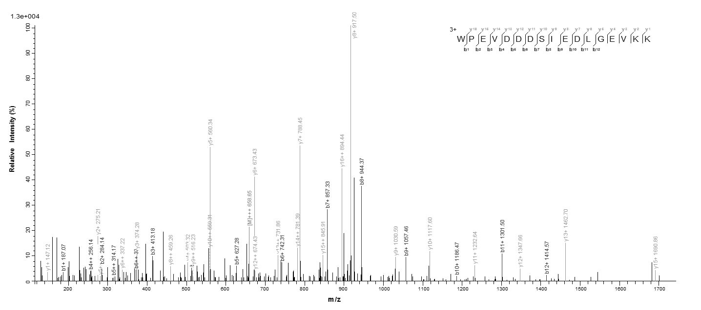 Human DENR protein