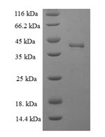 Human DOK5 protein