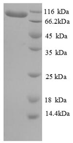 Human EEF2 EF2 protein