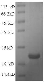 Rat Efna1 protein