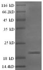 Rat Efna5 protein
