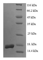 Human EGLN2 protein