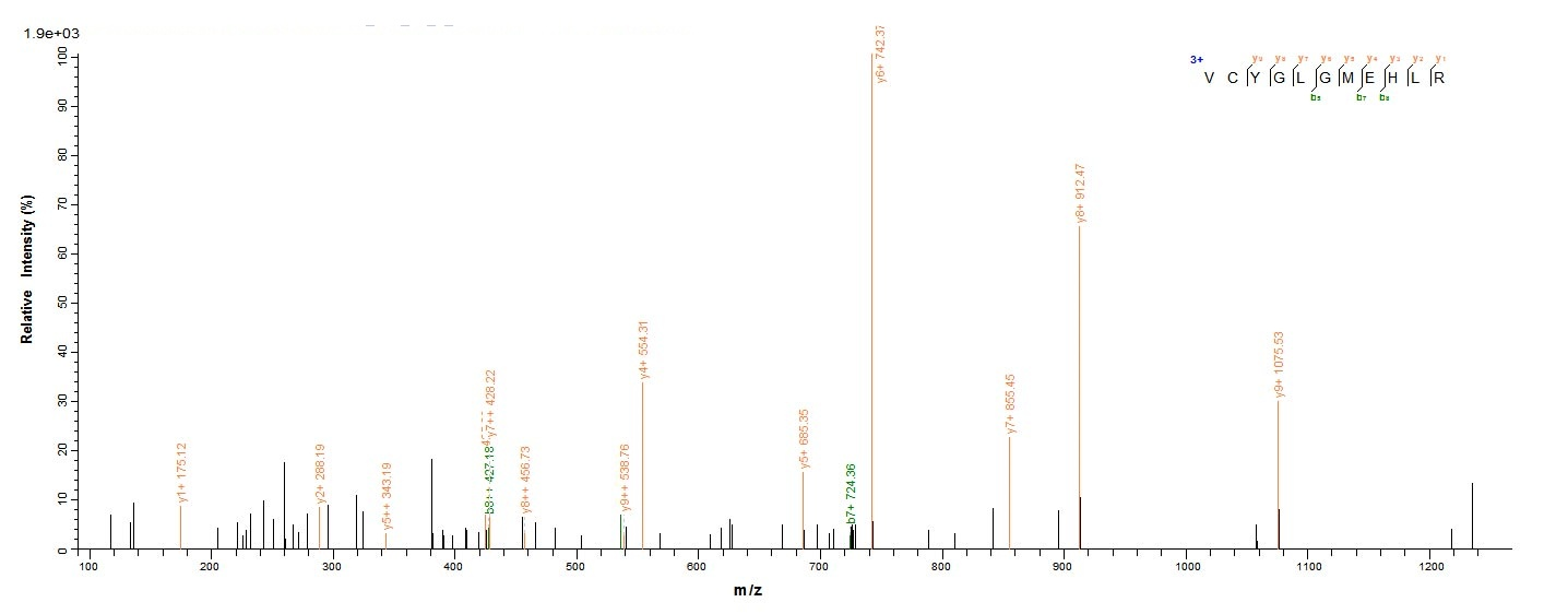Human ERBB2 protein
