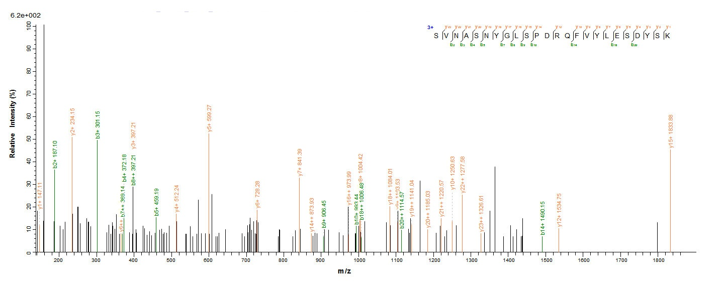 Human FAP protein