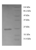 Human FASLG protein