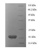 Human FASLG protein