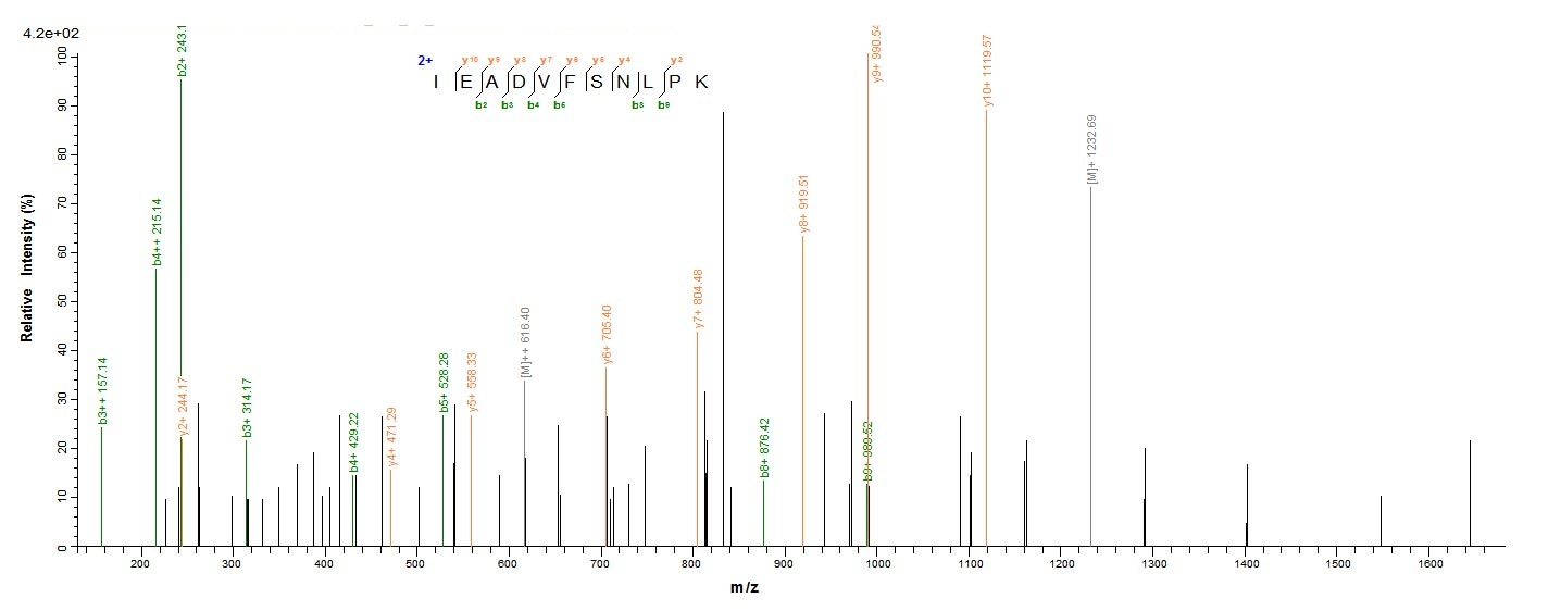 Human FSHR protein