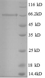 Mouse Gad2 protein