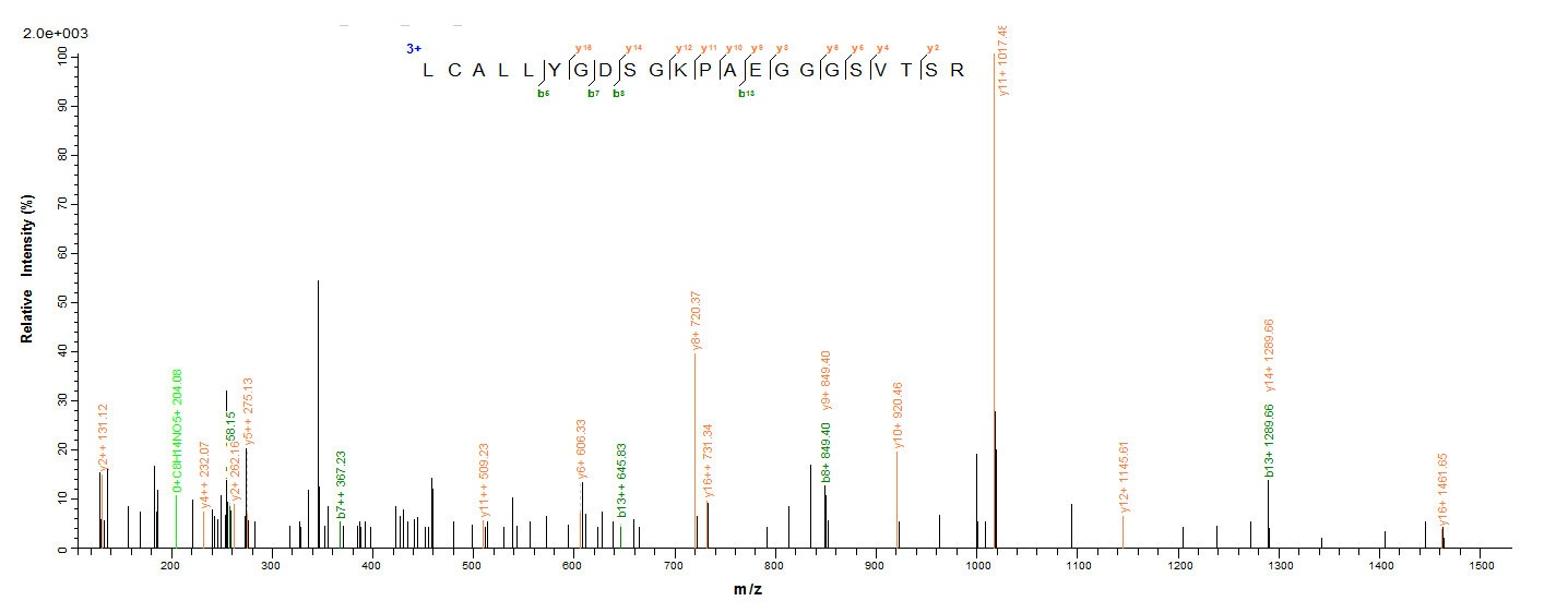 Mouse Gad2 protein