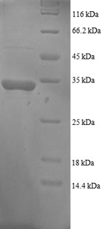 Human GADD45A protein