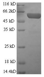 Mouse GFAP protein