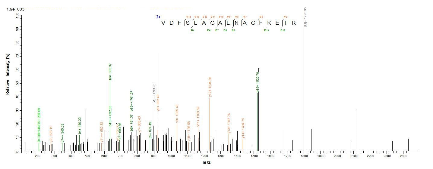 Mouse GFAP protein