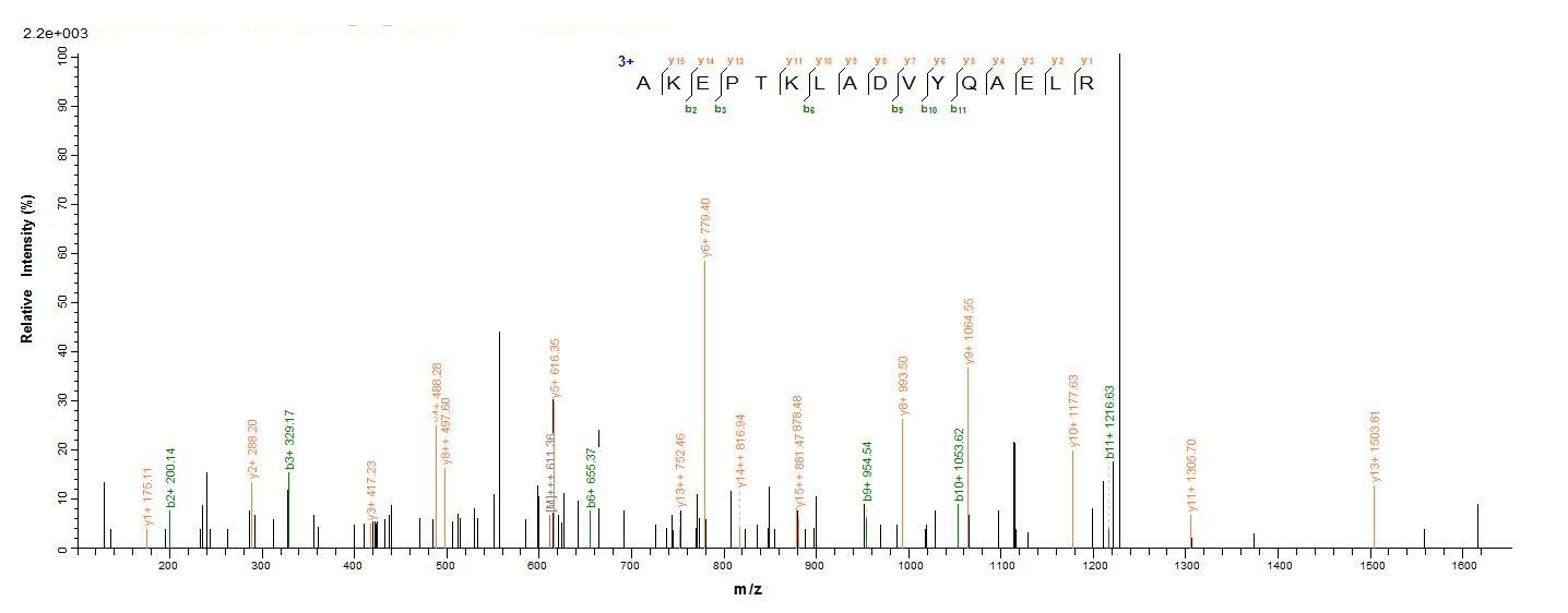 Mouse GFAP protein