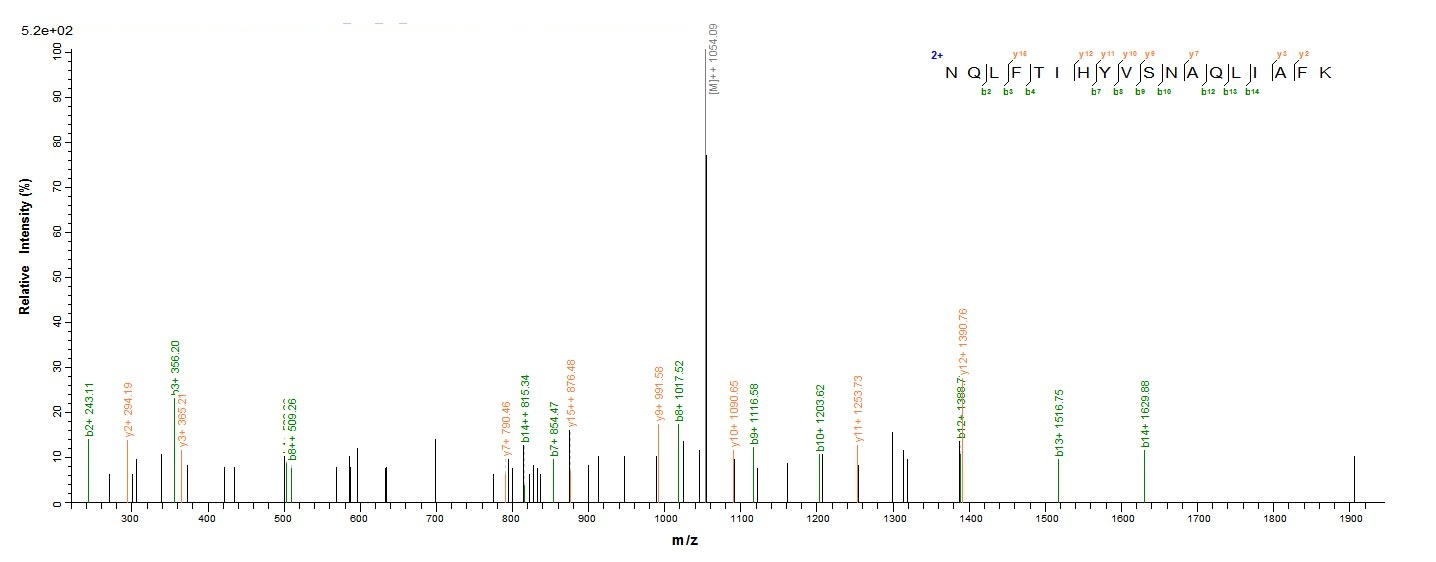 Human GLCE protein