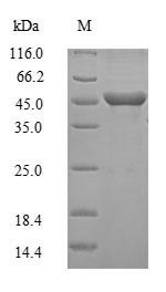 Mouse Gnao1 protein