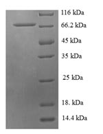 Human HARS2 protein
