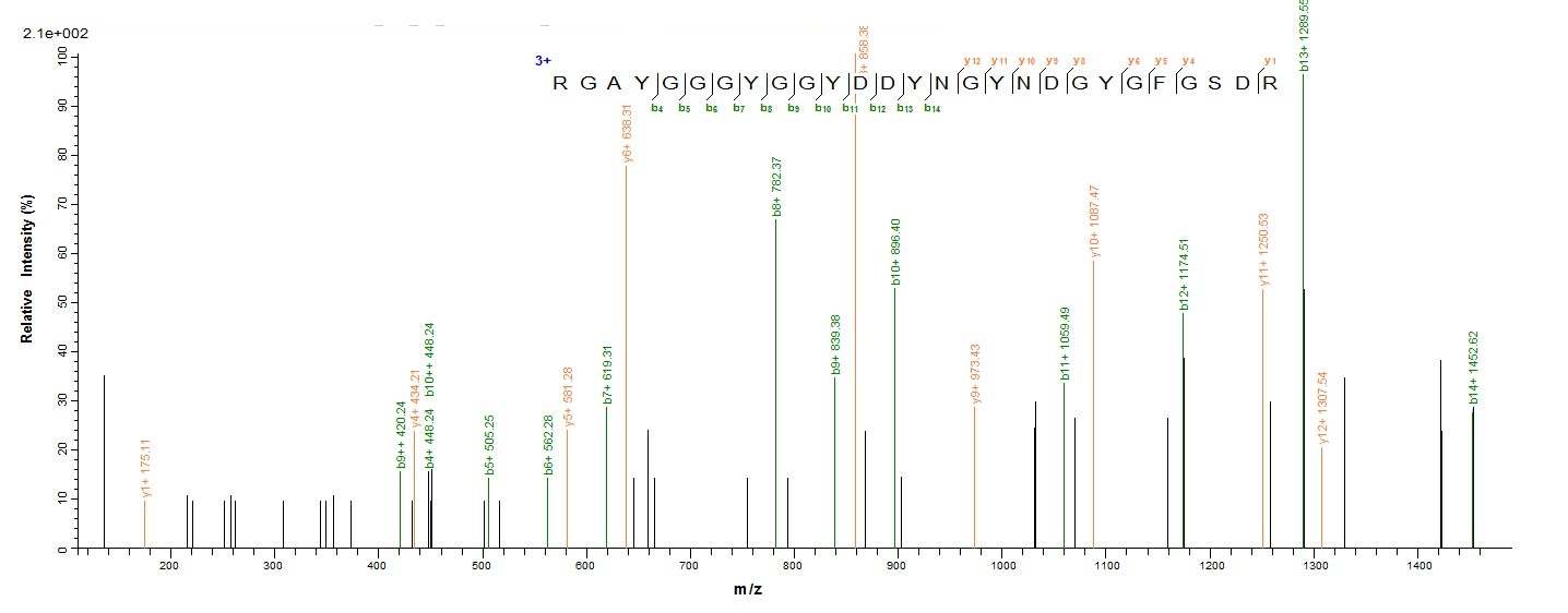 Human HNRNPH1 protein
