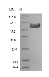 Rat Hpx protein