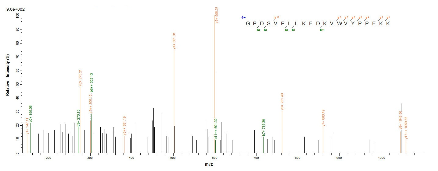 Rat Hpx protein