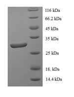 Human ID1 protein