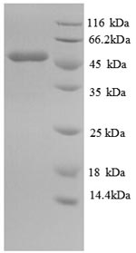Mouse Idh1 protein