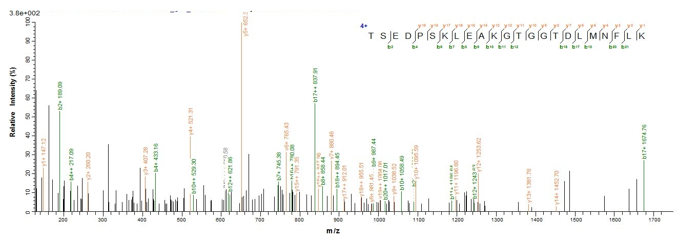 Human IDO protein