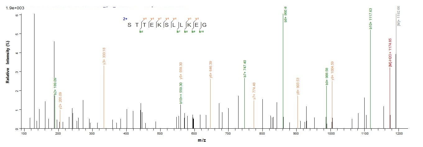 Human IDO protein