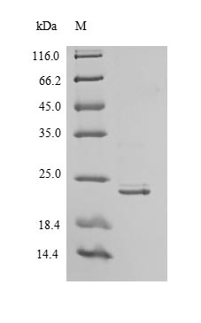Human IFNA21 protein
