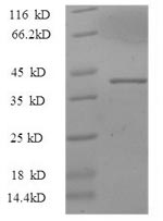Pig IL33 protein