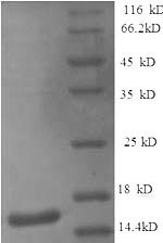 Dog L4 protein