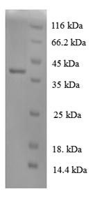 Dog IL8 protein
