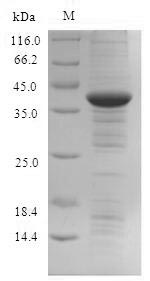 Human INMT protein