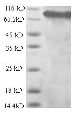 Rat Itgb1 protein