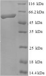 Mouse Kif1a protein