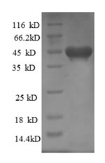 Rat Kif1c protein