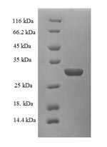 Rat Klkb1 protein