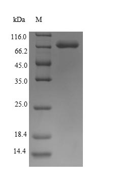 Human KRT10 protein