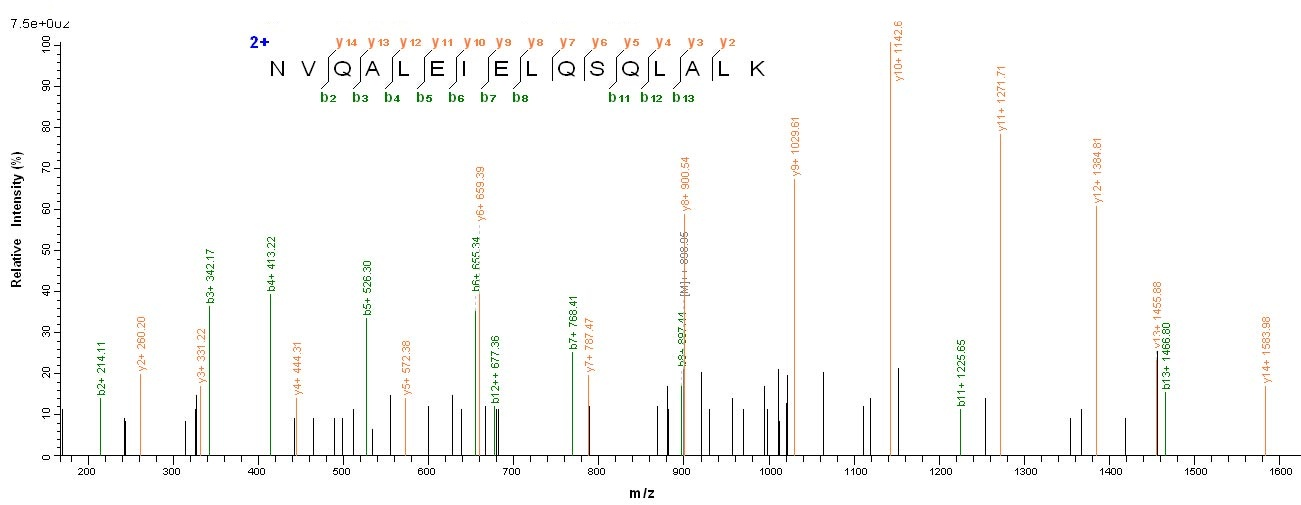 Human KRT10 protein