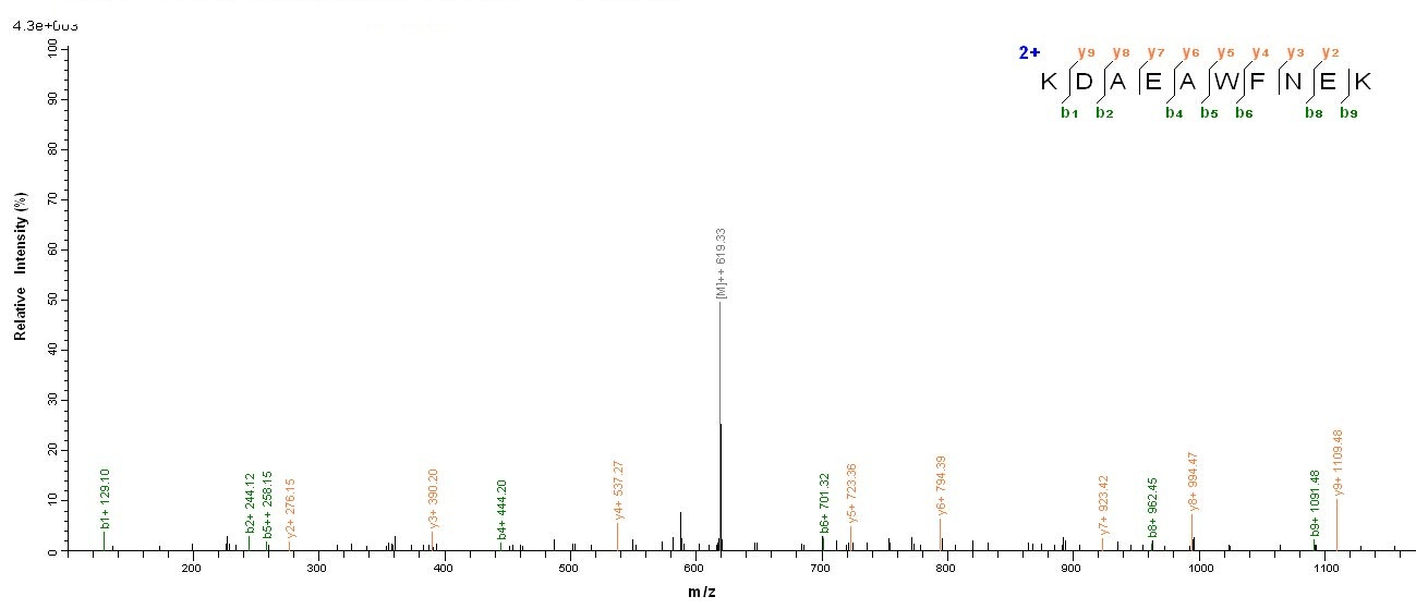 Human KRT10 protein